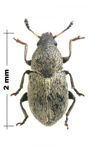 Réf. 172 469 : Bruchela flavescens
