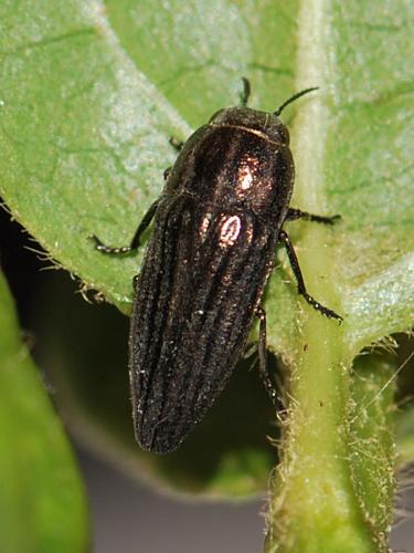 Sphenoptera gemmata