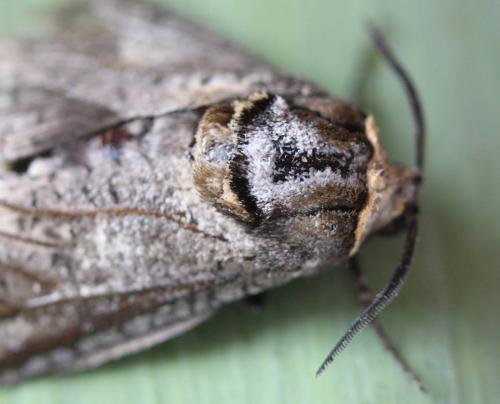 Réf. 172 480 : Cossus cossus