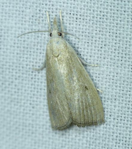 Réf. 172 294 : Calamotropha paludella