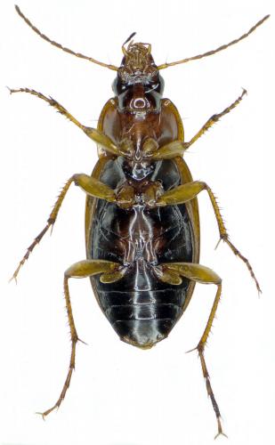 Réf. 172 054 : Calathus cinctus