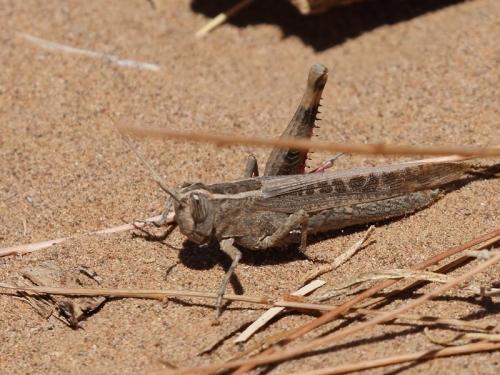 Réf. 172 356 : Heteracris sp.