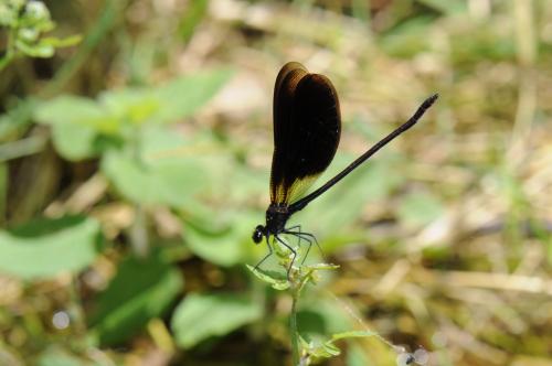 Calopteryx haemorrhoidalis