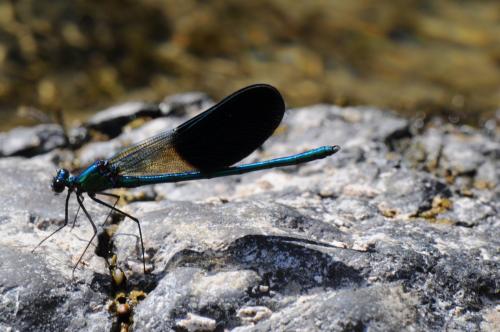 Calopteryx xanthostoma