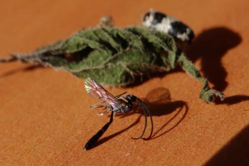 Réf. 172 632 : Campopleginae inconnu