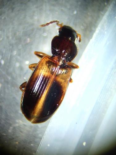Réf. 172 898 : Acupalpus meridianus