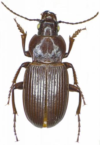 Amara puncticollis