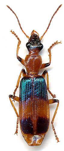 Réf. 172 386 : Stenocallida fasciata