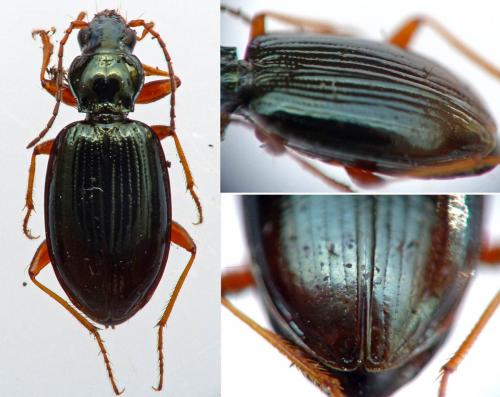 Réf. 172 111 : Bembidion stephensii