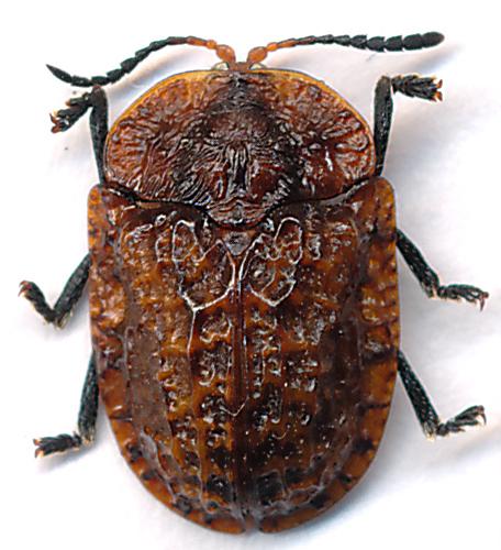 Laccoptera corrugata