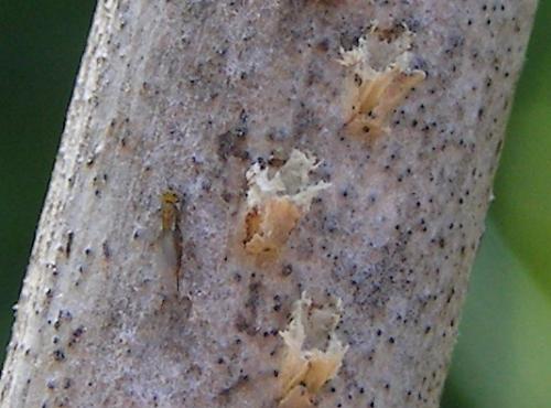 Centrodora cicadae