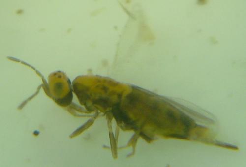 Centrodora cicadae