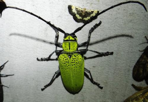 Réf. 172 785 : Cerosterna luteopubens