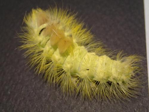 Réf. 172 484 : Calliteara pudibunda