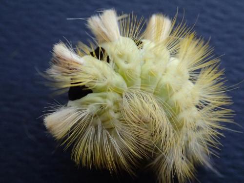 Réf. 172 486 : Calliteara pudibunda