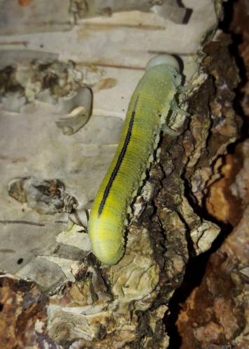 Cimbex femoratus