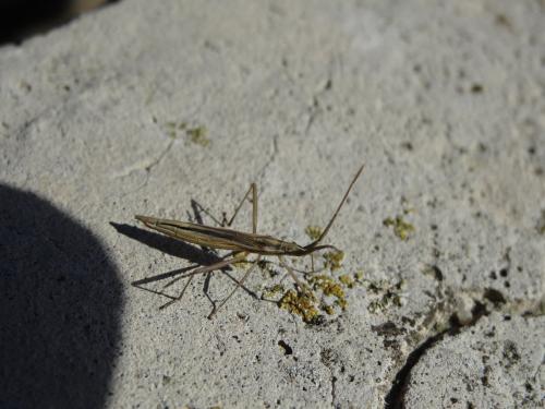 Chorosoma schillingii