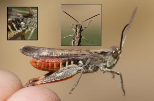 Chorthippus sp.