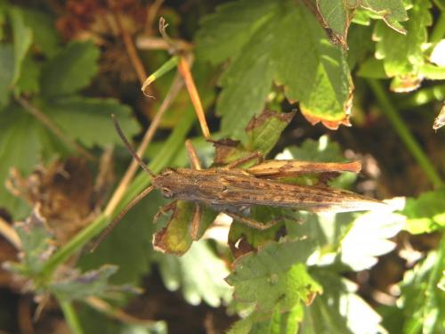Chorthippus sp.