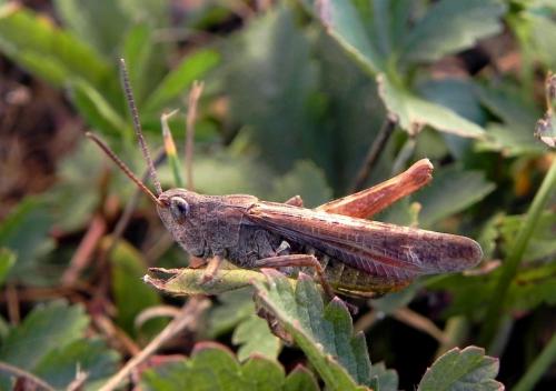 Chorthippus sp.