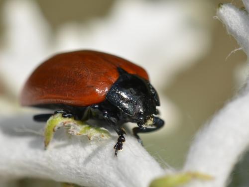 Chrysomela populi