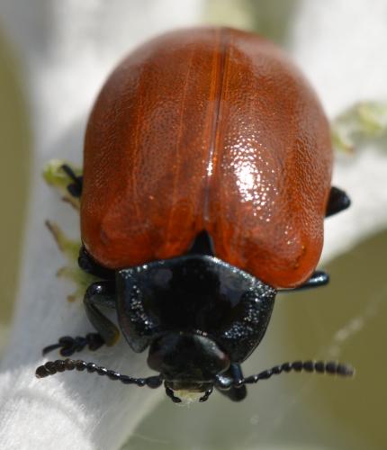 Chrysomela populi