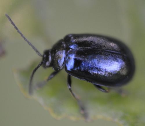 Agelastica alni