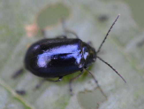 Réf. 172 037 : Agelastica alni