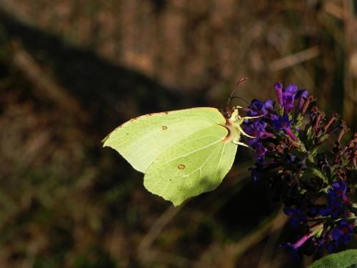 Gonepteryx rhamni