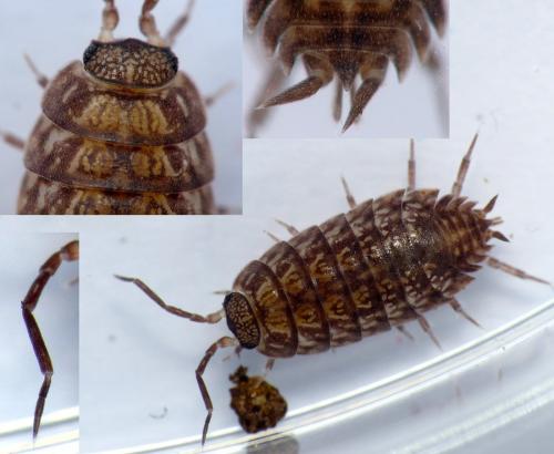 Tiroloscia exigua