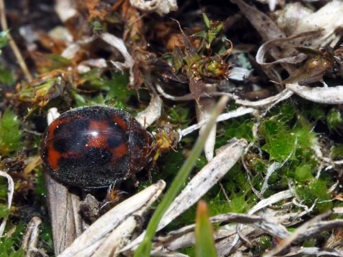 Réf. 172 078 : Subcoccinella vigintiquatuorpunctata