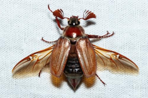 Melolontha hippocastani
