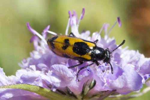 Mylabris flexuosa