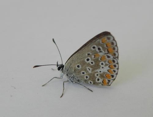 Aricia agestis