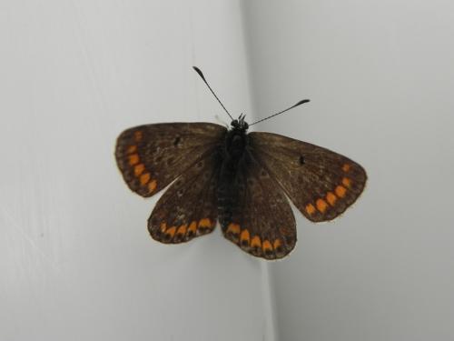 Aricia agestis