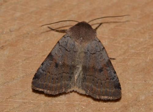 Protolampra sobrina