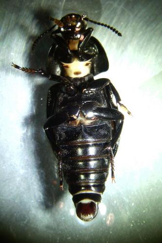 Silpha tyrolensis