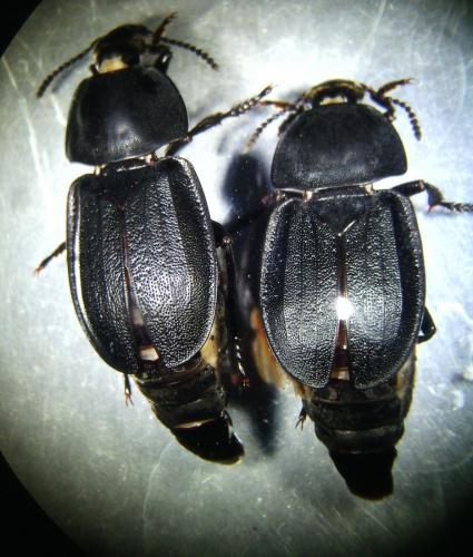 Silpha tyrolensis