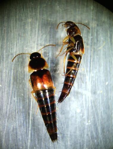 Tachyporinae