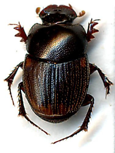 Onthophagus paravinctus