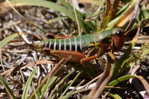 Cophopodisma pyrenaea