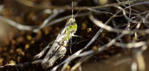 Réf. 172 047 : Omocestus petraeus
