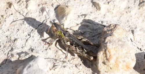 Réf. 172 143 : Omocestus petraeus