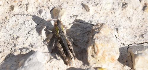 Réf. 172 144 : Omocestus petraeus