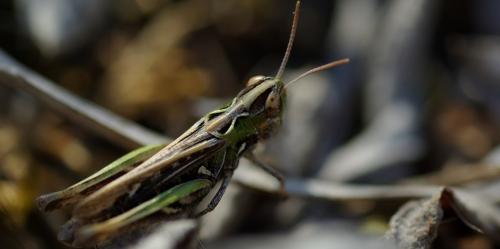 Réf. 172 049 : Omocestus petraeus