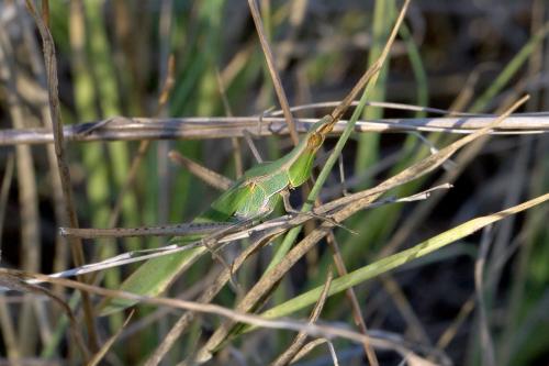 Réf. 172 137 : Acrida ungarica mediterranea