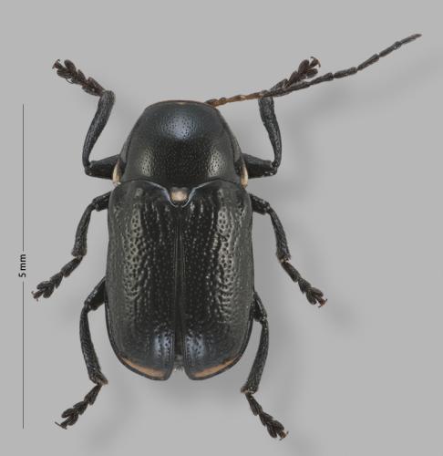 Cryptocephalus floribundus