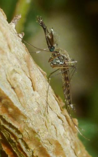 Réf. 172 074 : Culiseta longiareolata