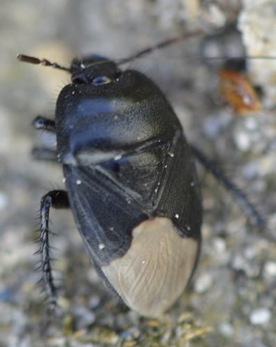 Réf. 172 381 : Cydnus aterrimus