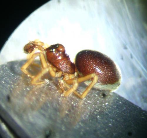 Pelecopsis parallela
